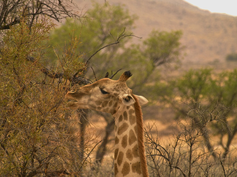 Giraffe, Hammerstein Lodge